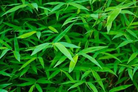 natural green leaf backgroundの写真素材