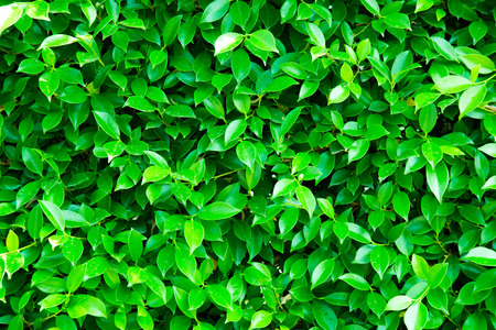 nature green leaves wall texture of the tropical forest plant,on black background.の写真素材