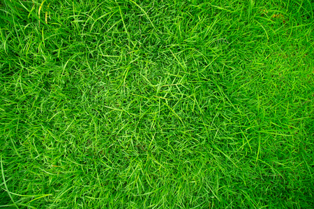 green grass floor texture Ideal for use in the design backgroung.の写真素材