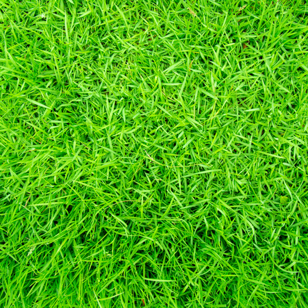 green grass floor texture Ideal for use in the design backgroung.の写真素材