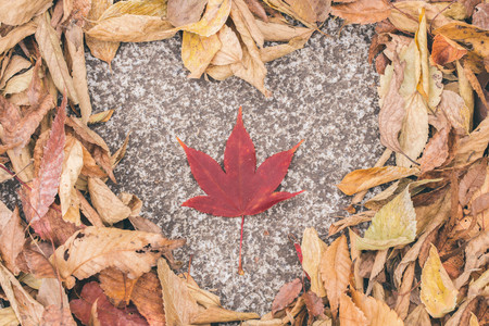 heart on dry leaf, Valentine dayの写真素材