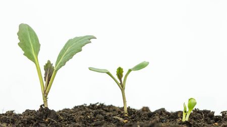 Sapling of a tree on a white background.の写真素材