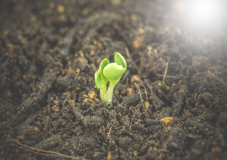 Tree plant grown, soil backgroundの写真素材