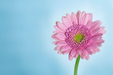 Dahlia fall design.With copy space .Floral background with blue flowers Campanula.の写真素材
