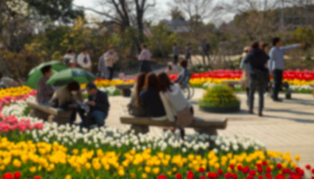 Flower gardens in Japan. The AshiKaga,Adjust the image to blurの写真素材