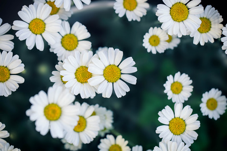 Camomile color vintage bright and beautiful.の写真素材