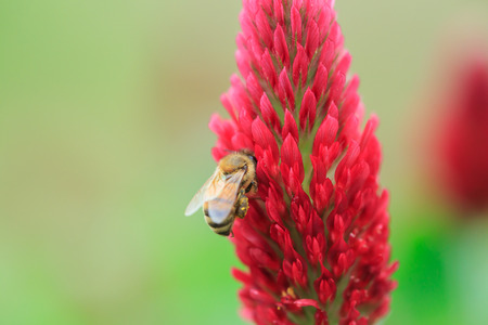 Spring single lavender flower and small beeの写真素材