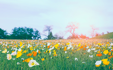 Red poppies in the forest at morningの写真素材