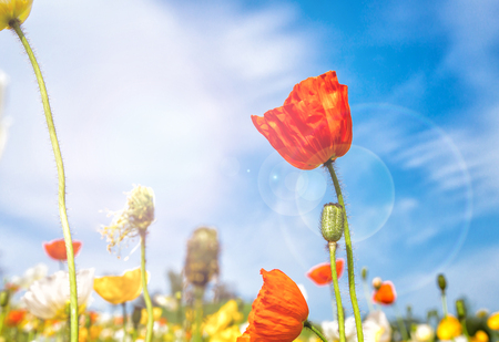 flower Purple,flower pink, flower red, cosmos flowers in the garden with blue sky and clouds background in vintage style soft focus.の写真素材