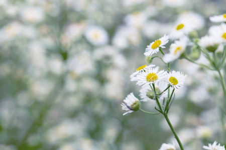 Camomile color vintage bright and beautiful.