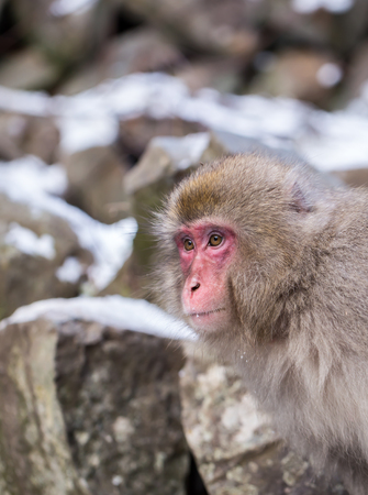 Japanese Snow monkey Macaque in hot spring Onsen Jigokudan Park, Nakano, Japanの写真素材