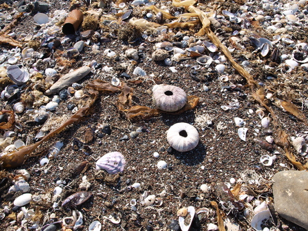 Coast of flotsamの写真素材