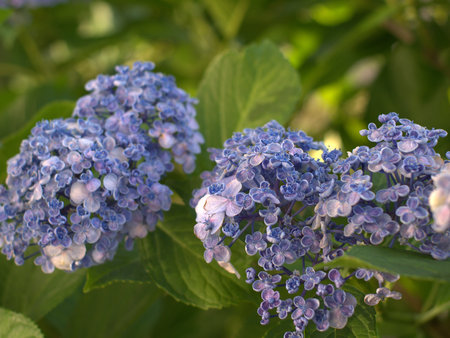 Azure hydrangea