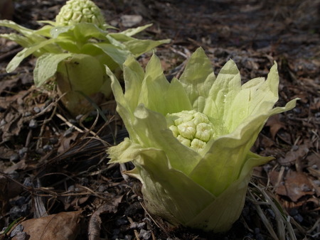 Spring Fukinotoの写真素材