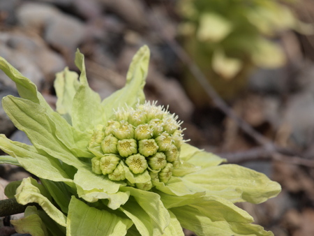 Spring Fukinotoの写真素材