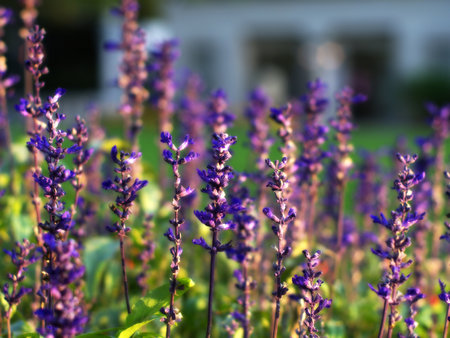 The shining lavenderの写真素材