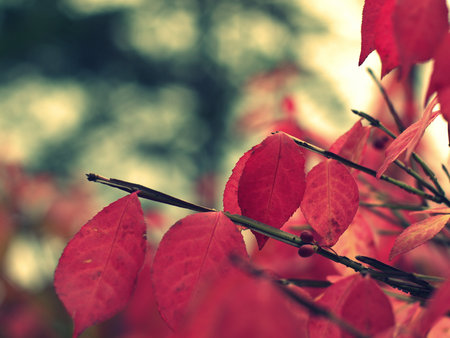 Premonition of autumn