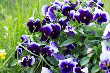 Purple flowers