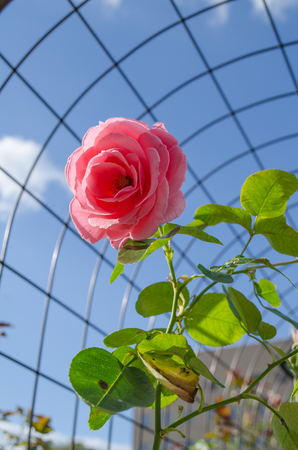 Pink Rosesの写真素材