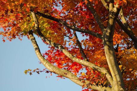 The fall season