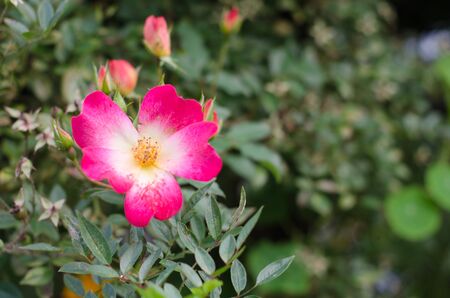 Flowers sceneryの写真素材