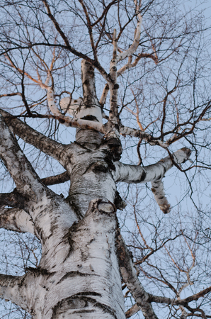 Birch treeの写真素材