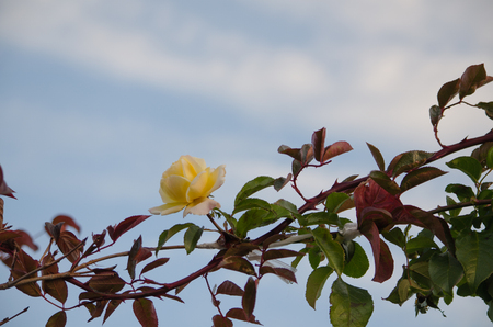 Yellow roseの写真素材