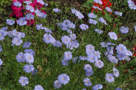 Flowers in the gardenの写真素材
