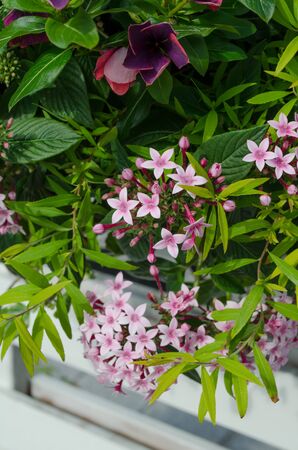Beautiful flowers