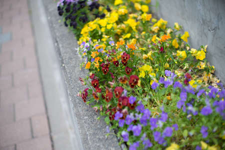 Flowerbeds by the roadsideの写真素材