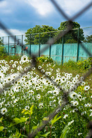 a tennis court with flowersの写真素材