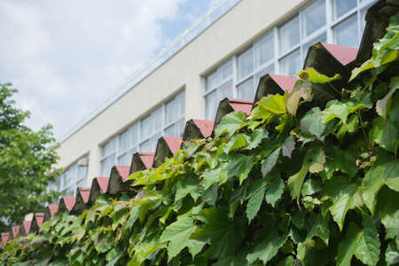 Iron plate roof and schoolの写真素材