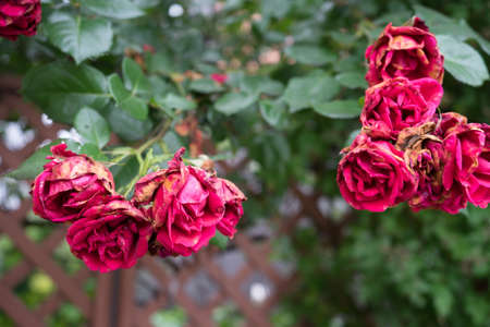 A dead Rose