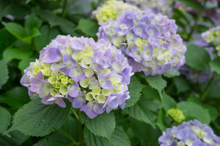 Beautiful Hydrangeas