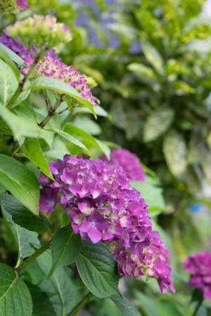 Purple flowers