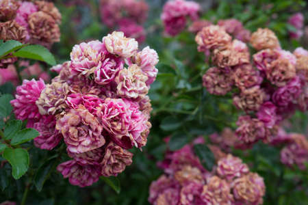 Withering Flowers