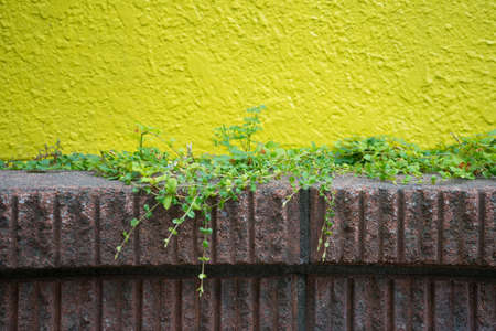 Yellow walls and fencesの写真素材