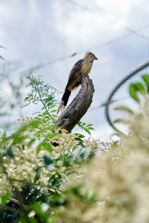 the bird Guira sits in the Prague zooの写真素材