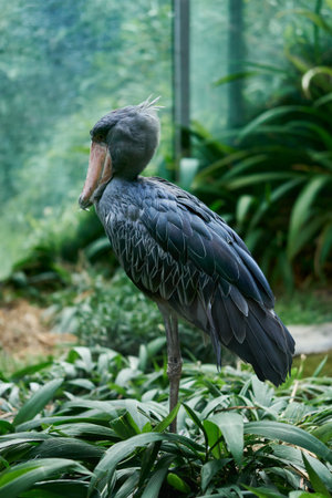 a whale-headed bird sits in the Prague zooの写真素材