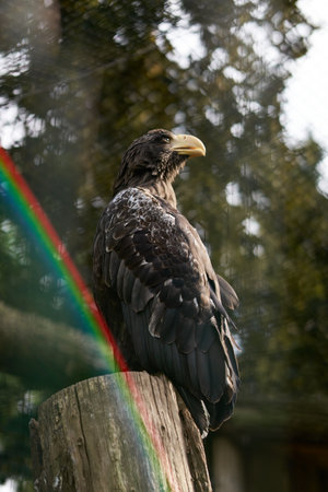 a white-tailed eagle sits proudly on a tree in zoo with frainbowの写真素材