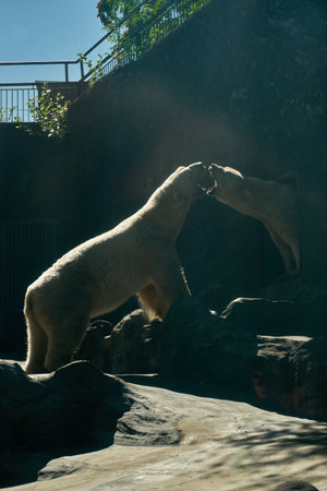 a polar bears yell at each other in zooの写真素材