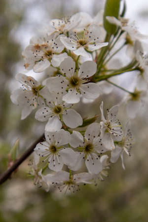 Fresh Tree Bud Blossomsの写真素材