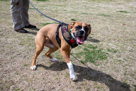 Pets Roaming Around The Parkのeditorial素材