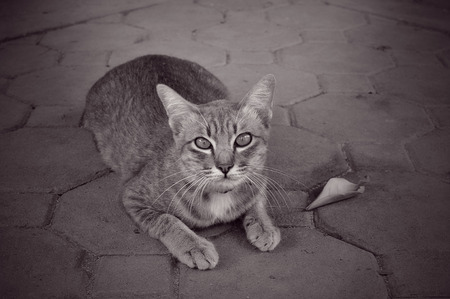 Lonely Catの写真素材