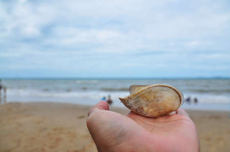 The seashell on the beACH, Rayong, Thailandの写真素材
