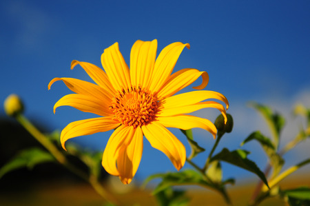 BUA Thong Sunflower from North Thailand.の写真素材