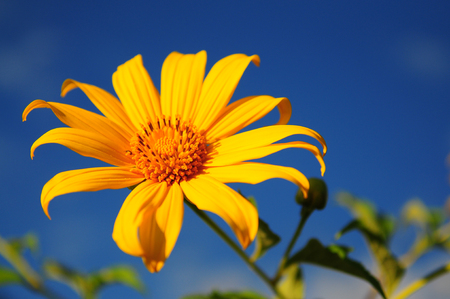 BUA Thong Sunflower from North Thailandの写真素材