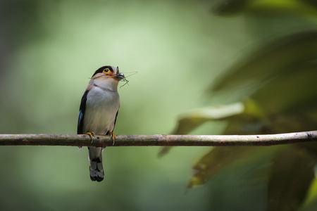 Silver-breasted Broadbill in the forest of Thailandの写真素材