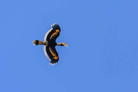 Beautiful wings of Great Hornbill flying in the blue skyの写真素材