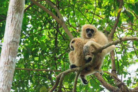 Mom and baby of white-handed gibbon sitting on the tree in the forestの写真素材